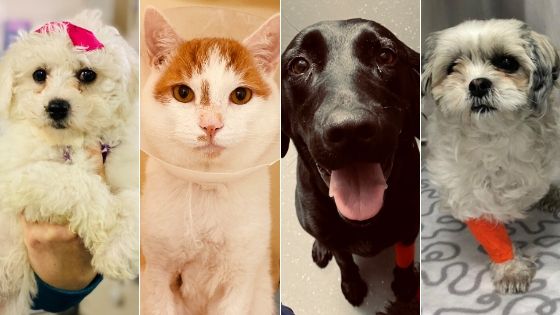 How To #BarkWithBlueCross And Help Pets In Need